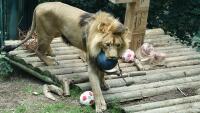 zoo3 lev